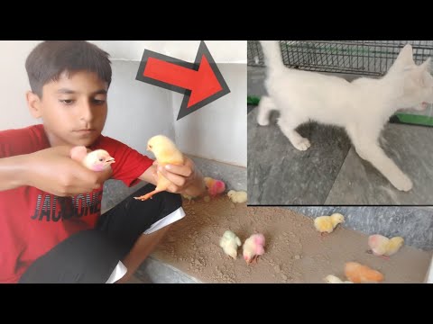 Colourful Chick's La Liya 🐥|| Or Cat Bi La Li🐈|| Mr.Ali ❤️❤️