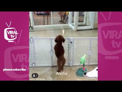 BBnaija funny Mashup Barking Dog Chiwawa Tacha Vs Omashola