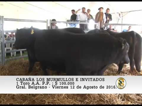 12-08-16 Venta de Toros A.A. P.P. - Cabaña Los Murmullos e invitados - Gral Belgrano.