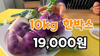 콜라비 10kg 한박스 아주 저렴하게 100박스 한정