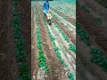 Kisan Kraft Potato Soil Planting Agriculture Potato Farming Kisankraft