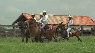 Lote 16 4 Burros E 1 Mula N 16 Lote 16 4 Burros E 1 Mula N 16