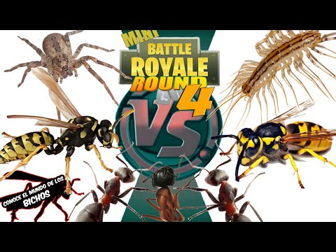 MINI BATTLE ROYALE ROUND 4