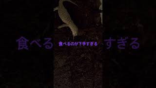 #サバンナモニター  餌やり　Mサイズ　イエローコオロギ