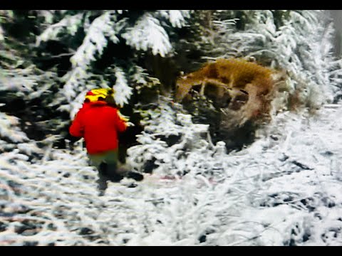 Nachsuche Fliegendes Rotwild Jagd