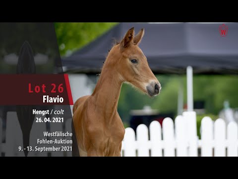 Fohlen-Auktion Lot 26 Flavio Hengst v. Florestanus - Sorento
