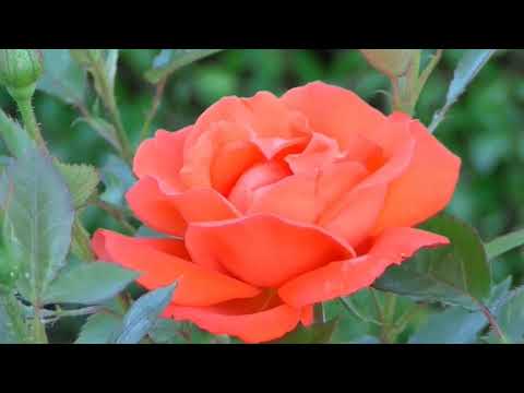 Flowers blooming time lapse || prety flowers