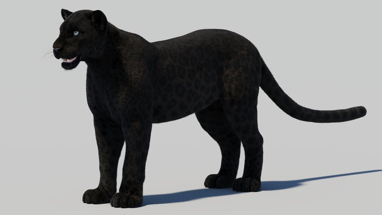 Black Panther with Realistic Fur 3D Model