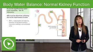 Body Water Balance: Normal Kidney Function – Nephrology | Lecturio