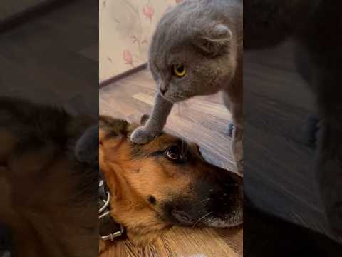 На это можно смотреть ВЕЧНО!! Смешные Кошки и Собаки! 😂😂😂 #Shorts