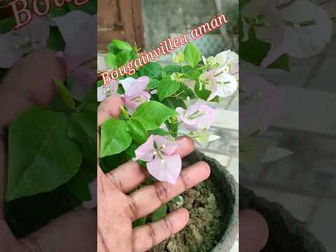 🆔 subhra Bougainvillea # papper flower