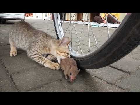 cat hunting mouse part #2