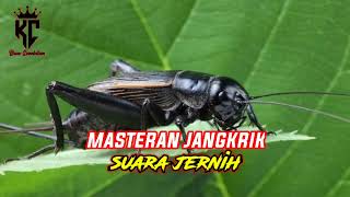 Download lagu Masteran Jangkrik Suara Jernih Cocok Buat Masteran Burung Juara Milik Anda mp3 Download lagu Masteran Jangkrik Suara Jernih Cocok Buat Masteran Burung Juara Milik Anda mp3
