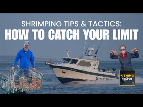 Shrimping Tips & Tactics: How to Catch Your Limit