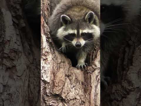 Unmasking Raccoons: Intriguing Facts About Nature's Clever Foragers