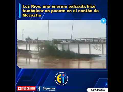 ⚠️ En Los Ríos, una enorme palizada hizo tambalear un puente en el cantón de Mocache.