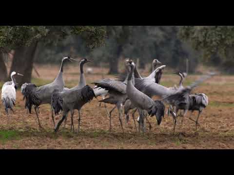 EXTREMADURA A NATURAL PARADISE OF EUROPE