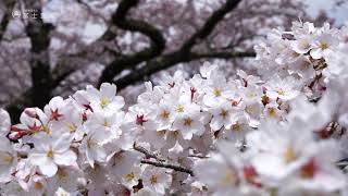 冨士霊園　日本さくら名所100選