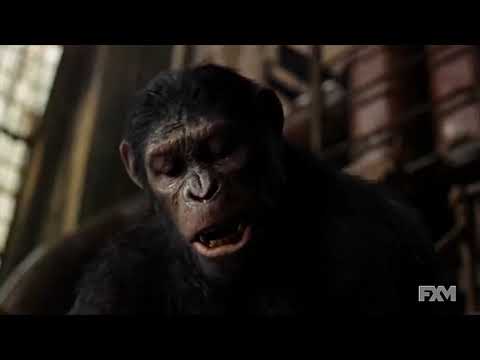 Koba vs Caesar   Fight Scene   Dawn of the Planet of the Apes 2014   YouTube