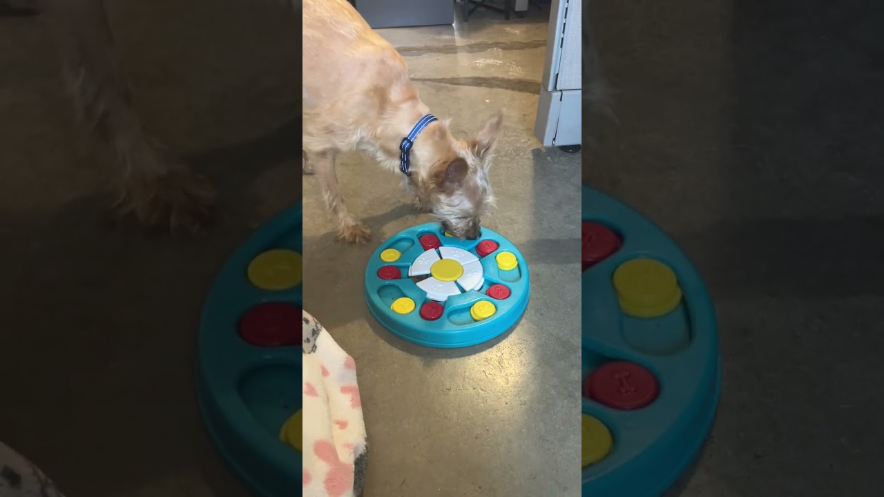 Enlarge Tony, a Adoptable mixed breed in Scottsdale, AZ video 6/6