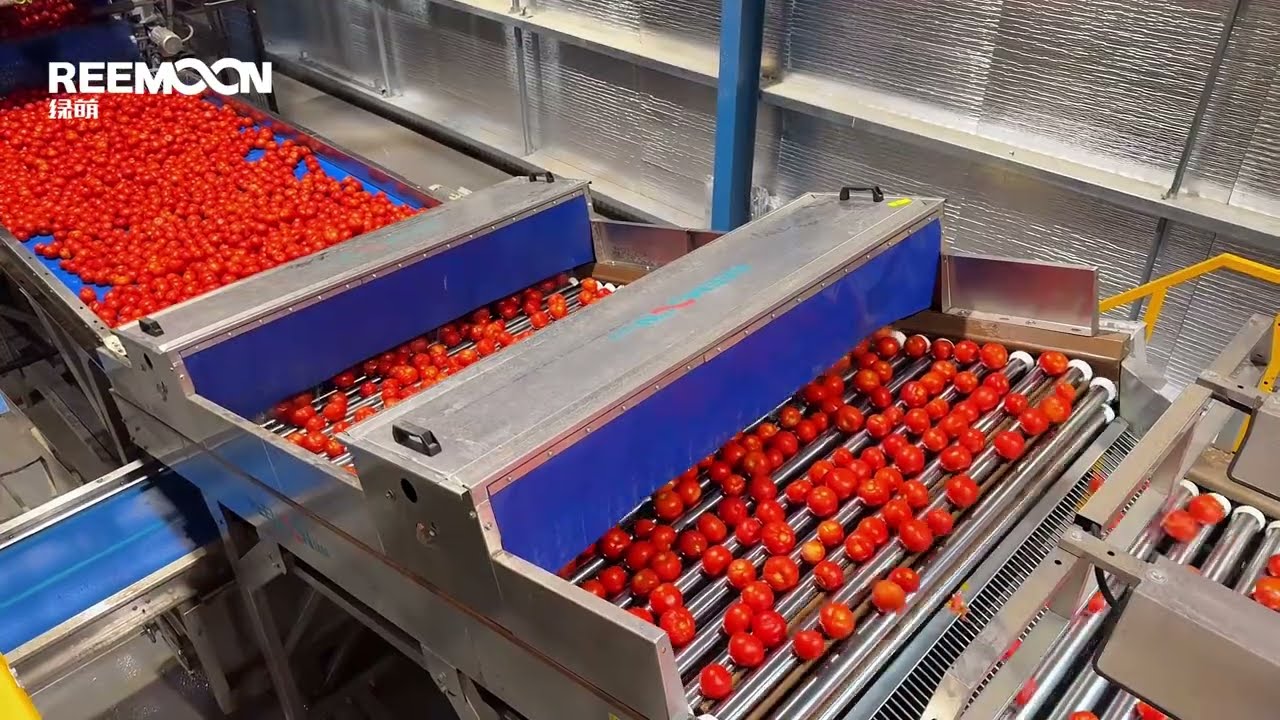 Automated packaging and sorting of tomatoes in Australia