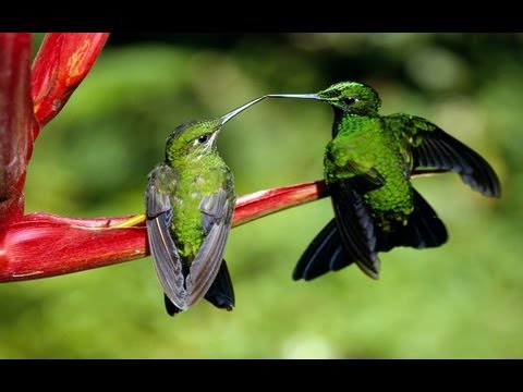 Beija-Flor, Flávio Venturini e Luiza Possi