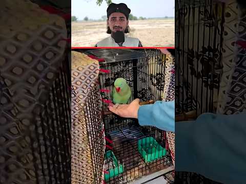 Have You Ever Seen an Animal Pray  Watch This Shocking Moment 😍