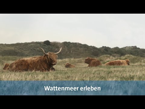 Wattenmeer erleben: Urlaub auf Langeoog