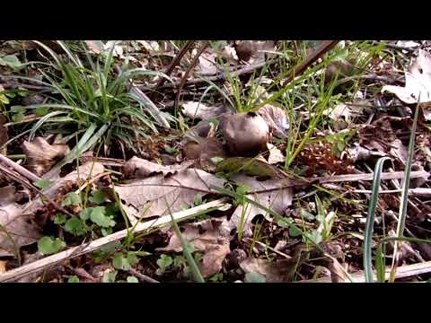 Gljiva Puhara, Puffball Mushroom, Ulcinj Montenegro