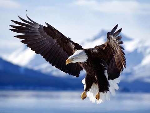 08 EVOLUÇÃO, INVOLUÇÃO E REVOLUÇÃO