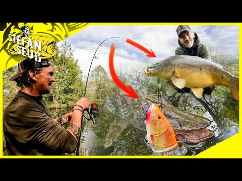 BISS auf BISS am UNBEKANNTEN Waldsee ‼️ Karpfen und Hechtangeln am neuen Gewässer