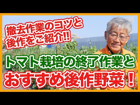 秋にトマトの後に何を植えることができますか？温室と庭用の7つの植物  庭園