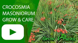 Crocosmia masoniorum - grow & care (Coppertips)