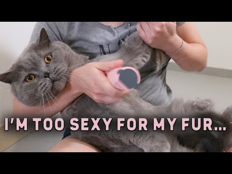 ❤️  I’m Too Sexy for My Fur… So Let’s Get Rid of It! British Shorthair Cat Getting a Lion Cut ASMR