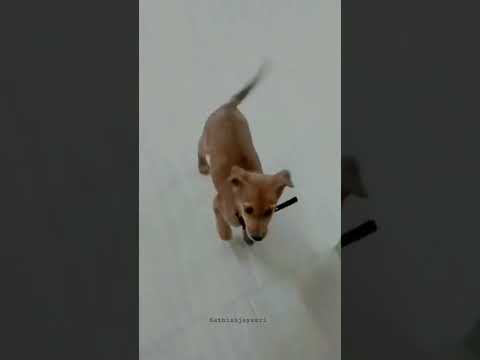 Baby dog#cute puppy barking#4kviral #shorts