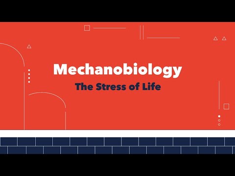 Mechanobiology: the stress of life