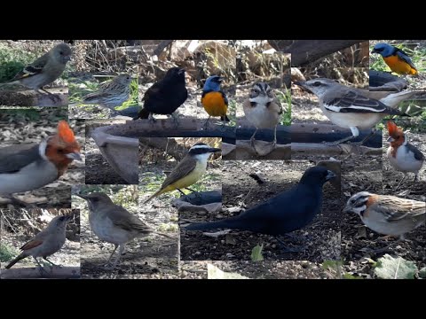 #74 Cardenal Naranjero Reina mora Boyerito Jilguero Calandri Zorzal Tordo Chingolo Cabecita 250825 C