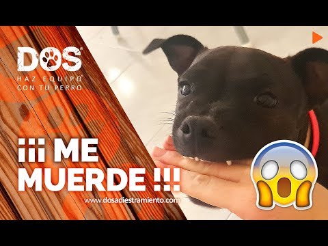 Teaching a Dog Not to Bite 🐺🖐🏼😱 - Tips for Training Puppies 📝