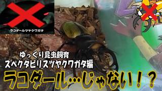 【昆虫】ラコダールツヤクワガタ…じゃない！？そっくりさんのスペクタビリスツヤクワガタ！？【ゆっくり手描き実況】＃昆虫＃ゆっくり解説