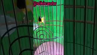 Download lagu sogon gacor isian kenari mp3 Download lagu sogon gacor isian kenari mp3