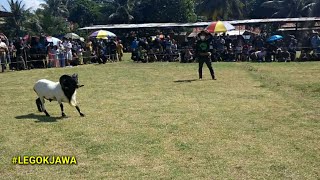 Download lagu Saat Keindahan Itu Terulang |Inilah Aksi Bintang Kontes Domba Garut mp3