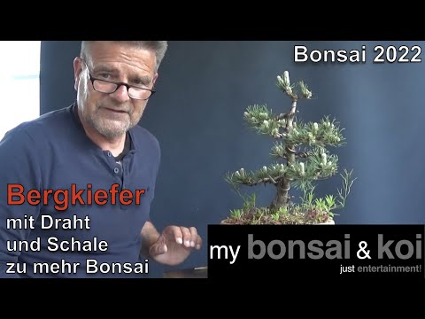 Bonsai 2022-32 - Bergkiefer - Pinus mugo - mit Draht und Schale zu ein wenig mehr Bonsai