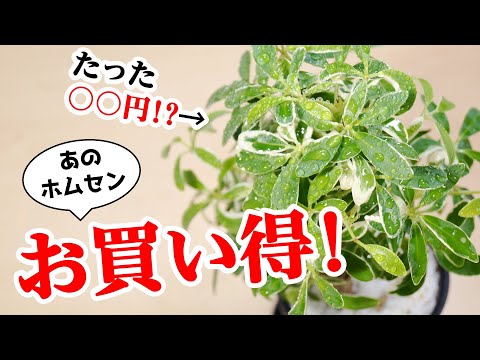 シルクベアリング アラジア、カポック、残酷な植物、アラジア セリシフェラ