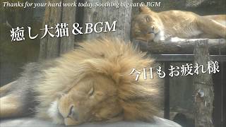 【大猫＆癒しBGM】寝る前に。穏やかにぼーっと動物と一緒に過ごしませんか＠旭山動物園ライオン＆トラ。オリトイオ＆ザリアファミリー#792Big Cats&Soothing BGM Lion＆Tiger