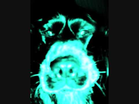 Antonio Carlos Jobim INSENSATEZ Lost Highway