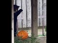 Red Panda battles Pumpkin