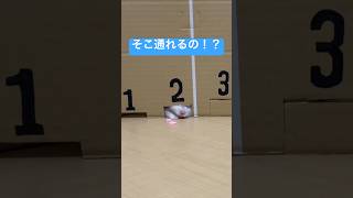 見た目で判断してはいけない　#ハムスター #hamsters #癒し