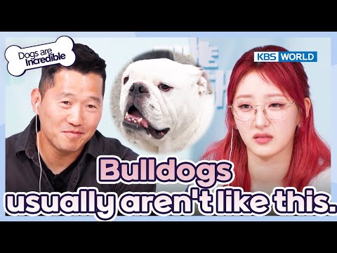 They look so dumb and cute.🤗 [Dogs Are Incredible : EP.220-1] | KBS WORLD TV 240521