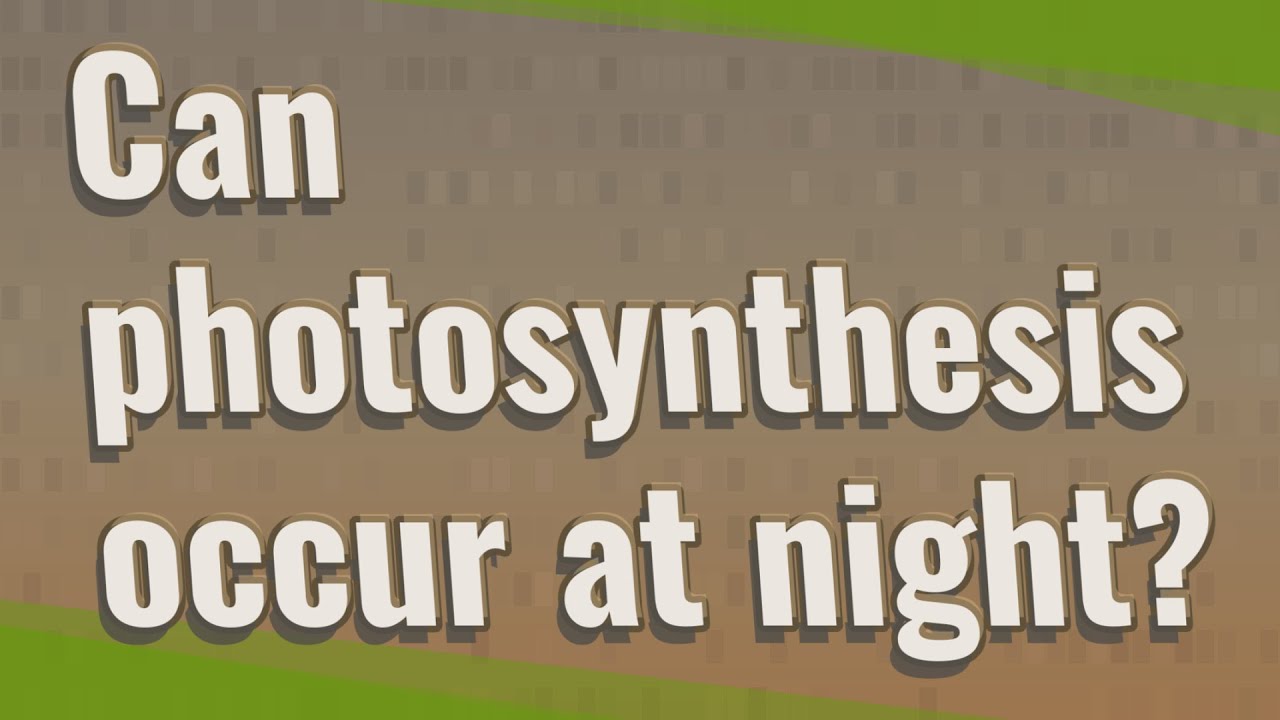 Can photosynthesis occur at night