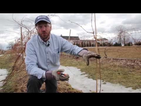 Caring for Young Grape Vines